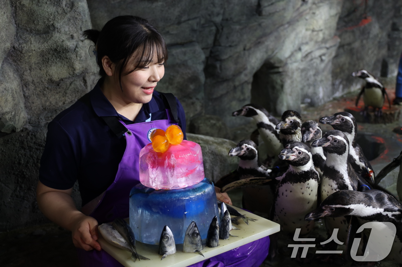 (서울=뉴스1) = 코엑스 아쿠아리움은 오는 6일부터 3일간 국내 최고령 홈볼트 펭귄들의 '장수 펭귄 생일파티'가 열린다고 4일 밝혔다.사진은 펭귄 생일파티 모습. (코엑스 아쿠아 …
