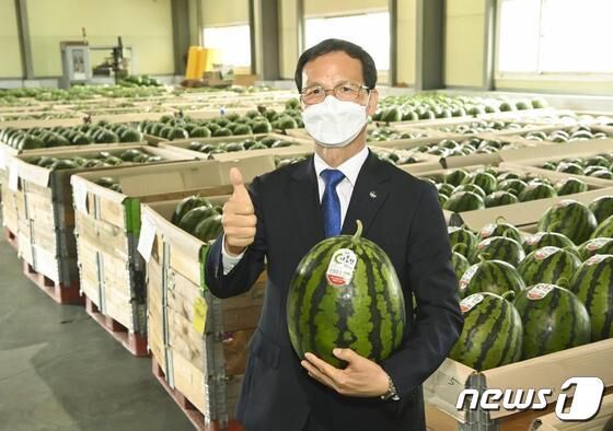 '당도 11 브릭스, 아삭한 식감' 음성 다올찬수박 본격 출하