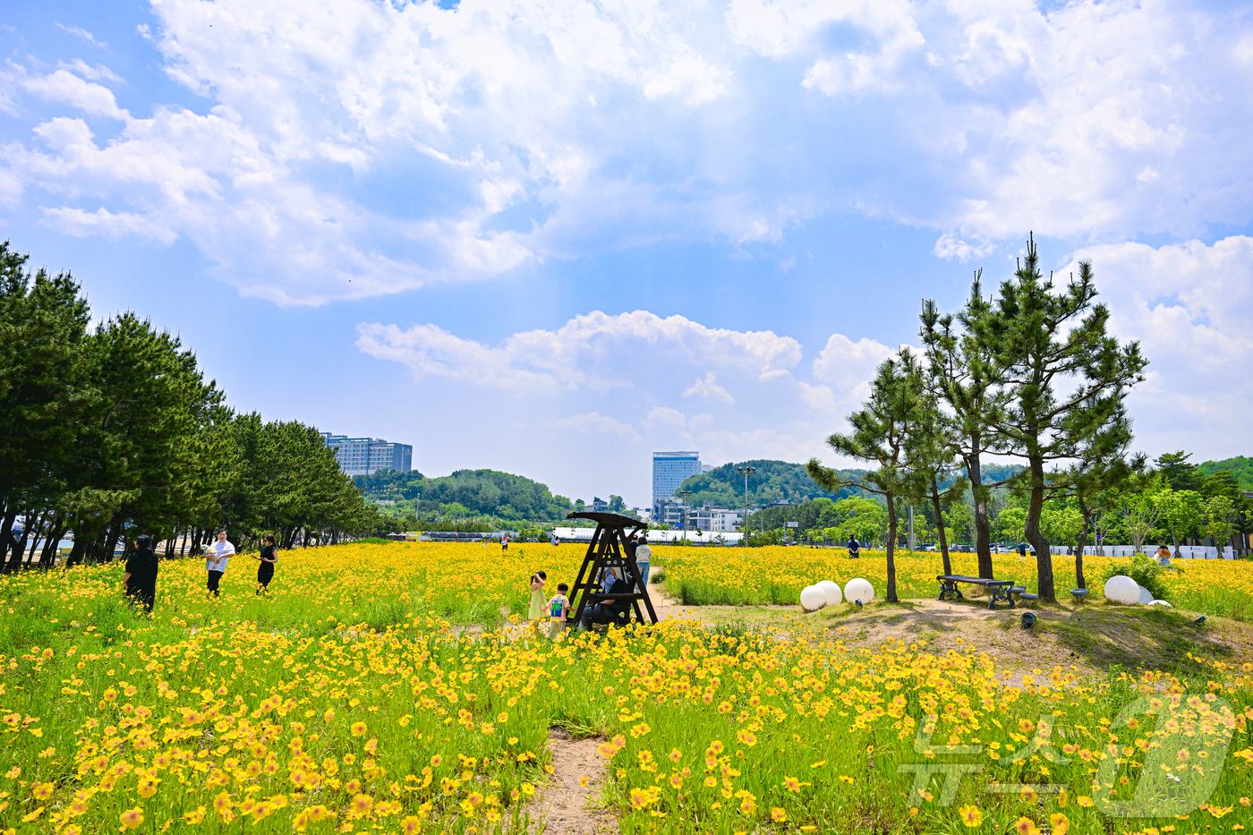 (속초=뉴스1) 윤왕근 기자 = 4일 오전 강원 속초해수욕장 인근 산책로에 노란 금계국이 활짝 펴 나들이객들의 눈길을 사로잡고 있다. 속초해수욕장 금계국 꽃밭은 매년 이 즈음 꽃을 …