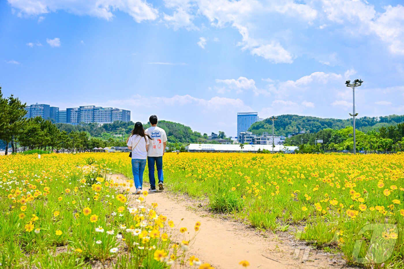 본문 이미지 - 4일 오전 강원 속초해수욕장 인근 산책로에 노란 금계국이 활짝 펴 나들이객들의 눈길을 사로잡고 있다. (속초시 제공, 재퍈매 및 DB 금지) 2025.6.4/뉴스1 ⓒ News1 윤왕근 기자