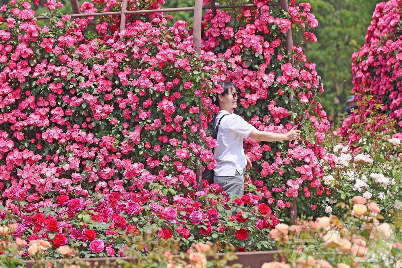 본문 이미지 - 4일 전북 임실군 치즈테마파크에 조성된 유럽형 장미원에 형형색색의 장미꽃이 만개해 화려함을 뽐내고 있다.&#40;임실군 제공. 재판매 및 DB금지&#41;2025.6.4/뉴스1 