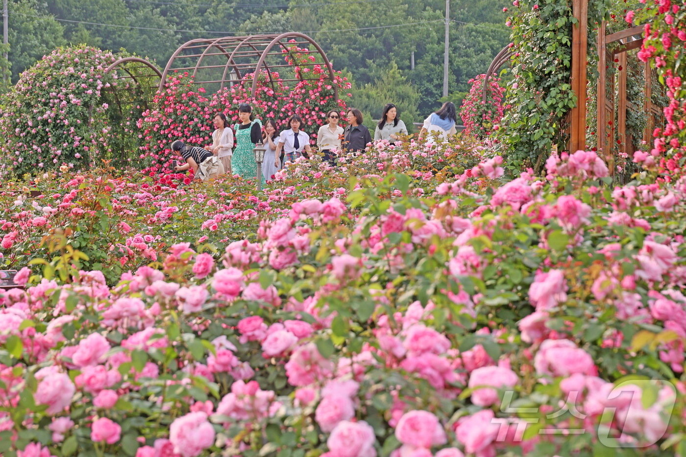 본문 이미지 - 4일 전북 임실군 치즈테마파크에 장미 꽃이 만개하면서 많은 관광객들이 몰려들고 있다. 이번 주말 절정에 이를 것으로 예상된다.&#40;임실군제공. 재판매 및 DB금지&#39;2025.6.4/뉴스1 