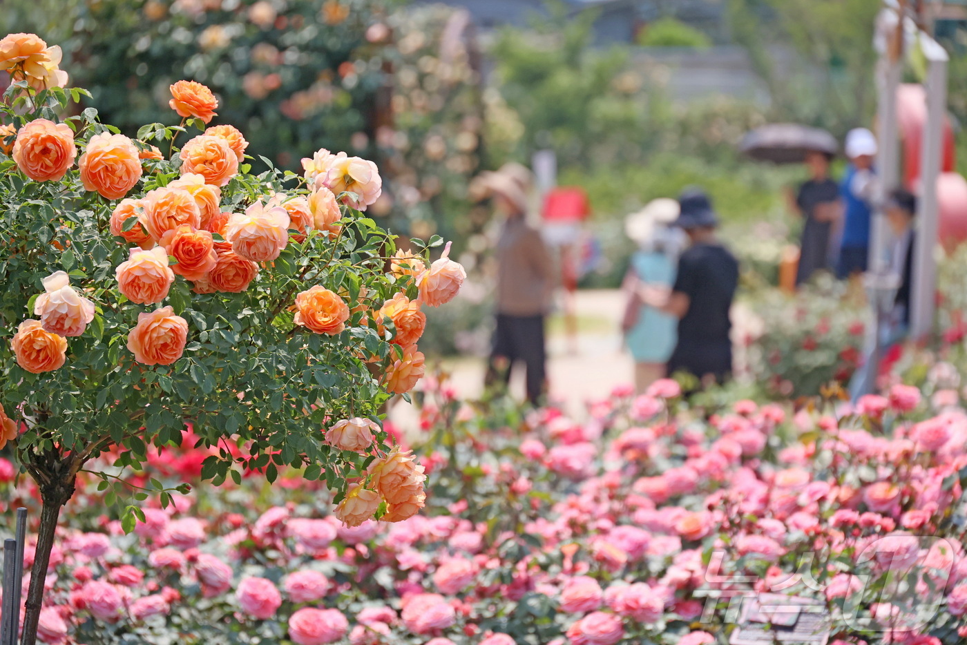 (임실=뉴스1) 김동규 기자 = 4일 전북 임실군 치즈테마파크 유럽형 장미원에 각종 색의 장미꽃이 자태를 뽐내고 있다.(임실군 제공. 재판매 및 DB금지)2025.6.4/뉴스1