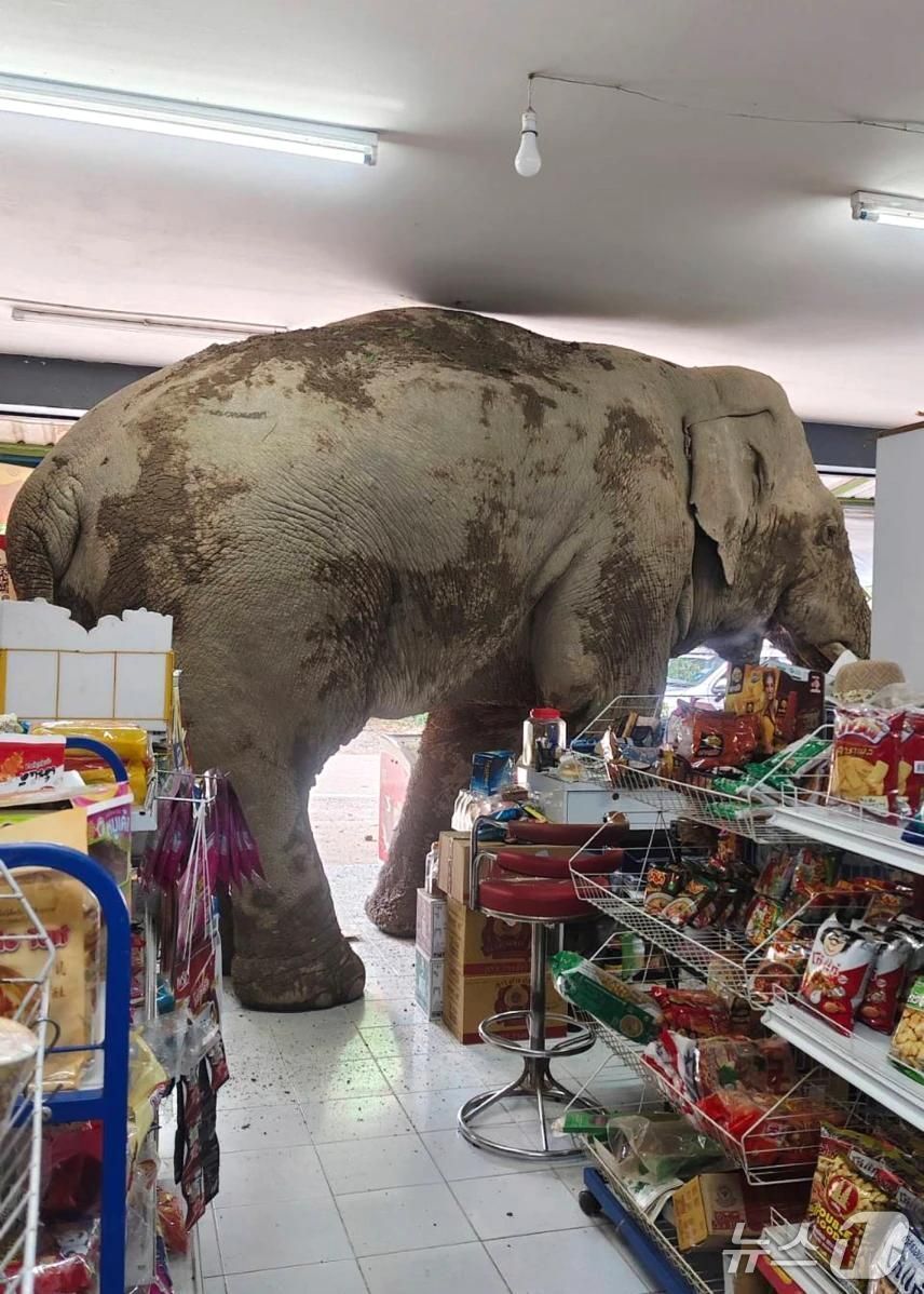 본문 이미지 - 태국의 한 식료품점을 급습한 야생 코끼리. <출처=소셜미디어 엑스>
