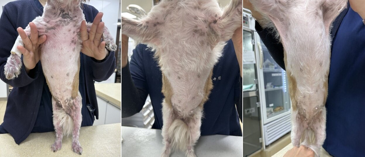 본문 이미지 - 코리 내원 당시(왼쪽부터), 줄기세포와 엑소좀 1차 치료, 2차 치료 경과 모습(고려동물메디컬센터 제공) ⓒ 뉴스1