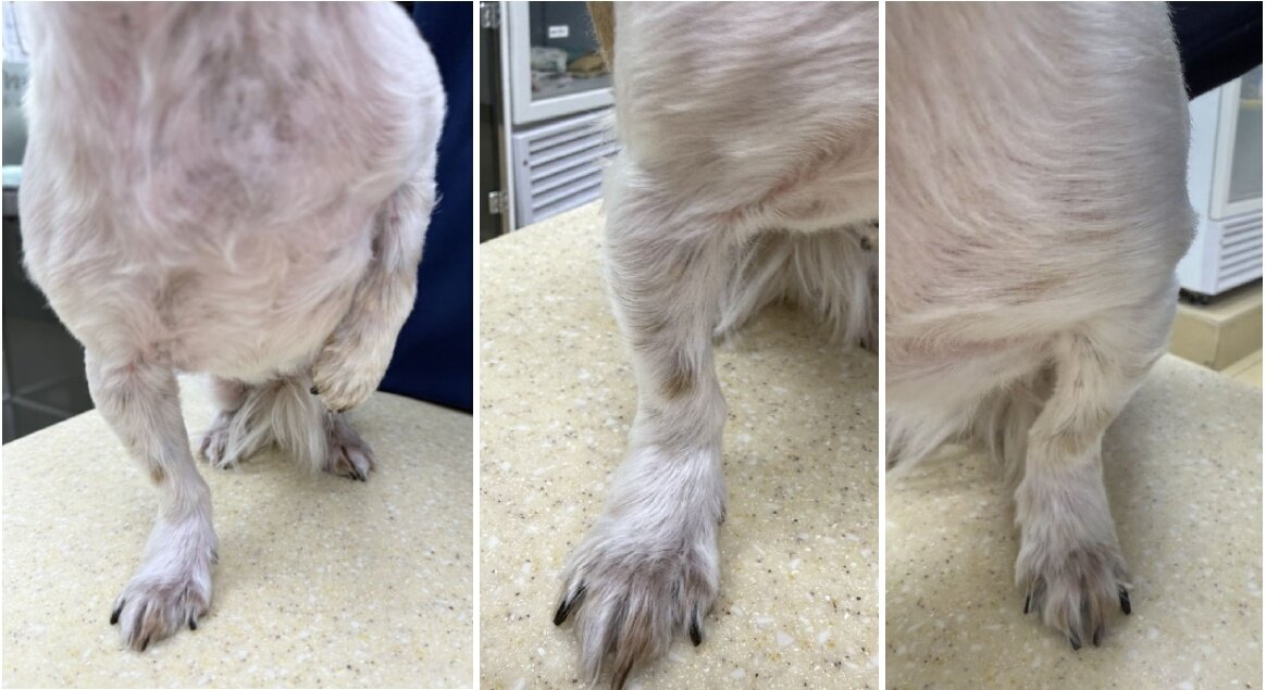 본문 이미지 - 치료 56일차 태선화 및 전신 발적과 소양감이 개선된 코리의 모습(고려동물메디컬센터 제공) ⓒ 뉴스1