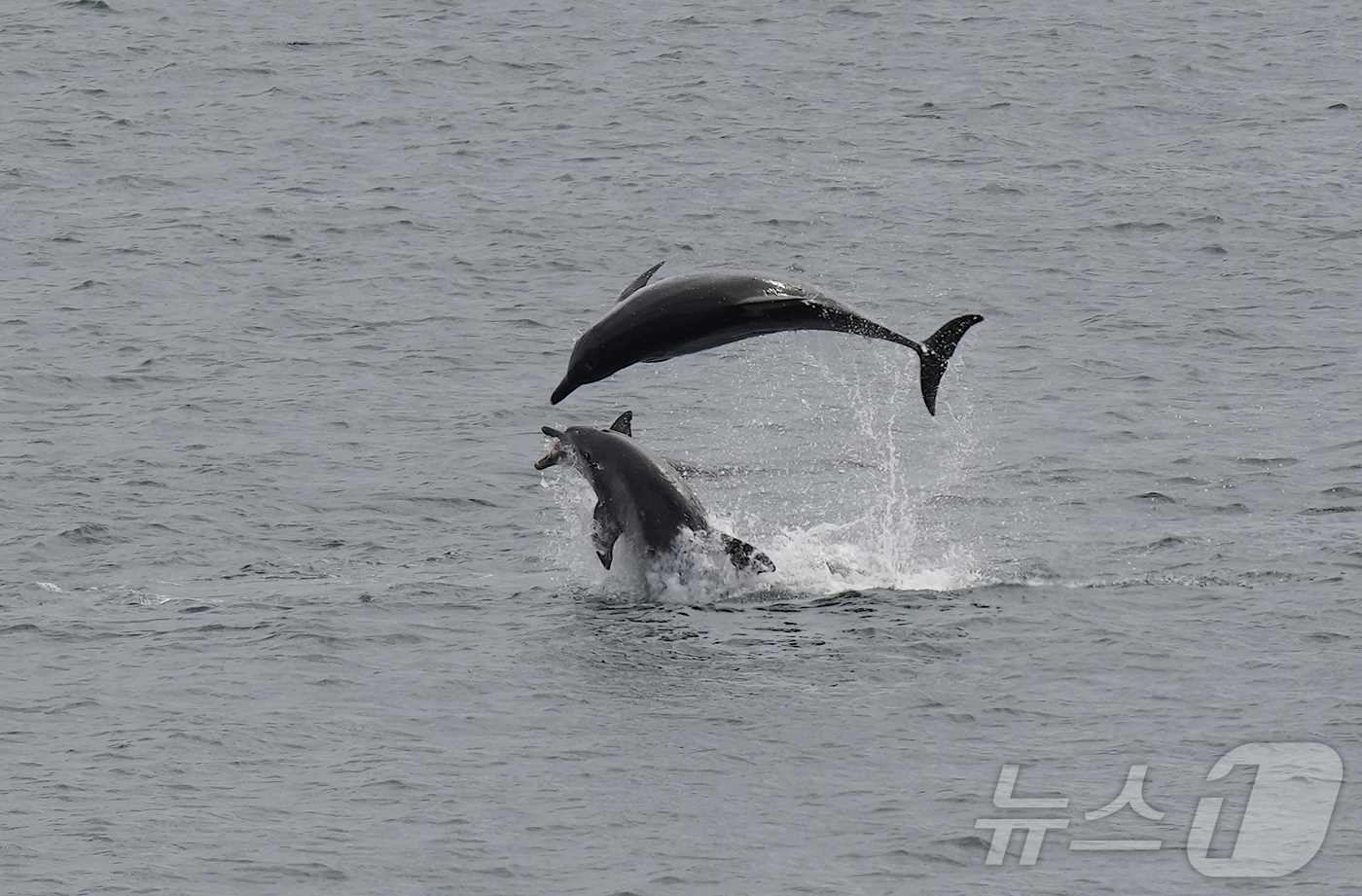 (제주=뉴스1) 홍수영 기자 = 구강암을 앓았던 것으로 추정되는 제주남방큰돌고래 \'턱이\'의 생전 모습. 이 돌고래는 지난 2일 제주 서귀포시 앞바다에서 죽은채 발견됐다.(제주대 …