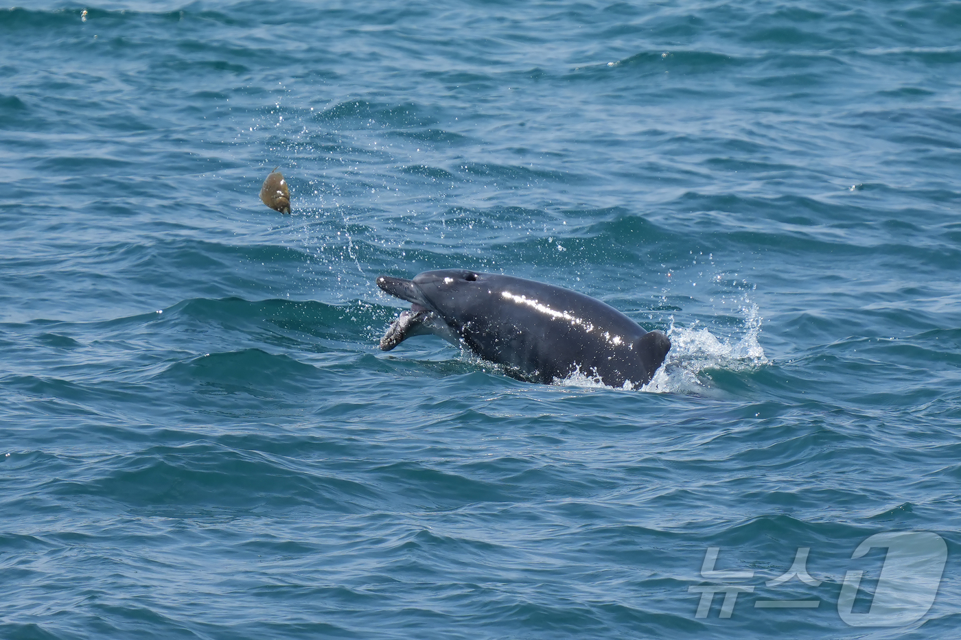 (제주=뉴스1) 홍수영 기자 = 구강암을 앓았던 것으로 추정되는 제주남방큰돌고래 \'턱이\'의 생전 모습. 이 돌고래는 지난 2일 제주 서귀포시 앞바다에서 죽은채 발견됐다.(제주대 …