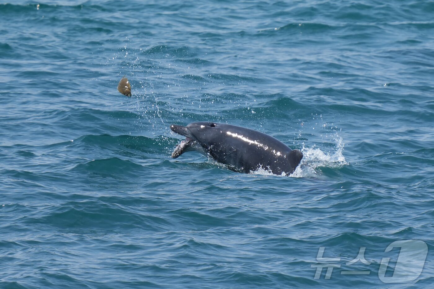 본문 이미지 - 구강암을 앓았던 것으로 추정되는 제주남방큰돌고래 &#39;턱이&#39;의 생전 모습. 이 돌고래는 지난 2일 제주 서귀포시 앞바다에서 죽은채 발견됐다.&#40;제주대학교 고래·해양생물보전연구센터 김병엽 교수·다큐제주 오승목 감독 제공. 재판매 및 DB 금지&#41; 2025.6.5/뉴스1 ⓒ News1 홍수영 기자