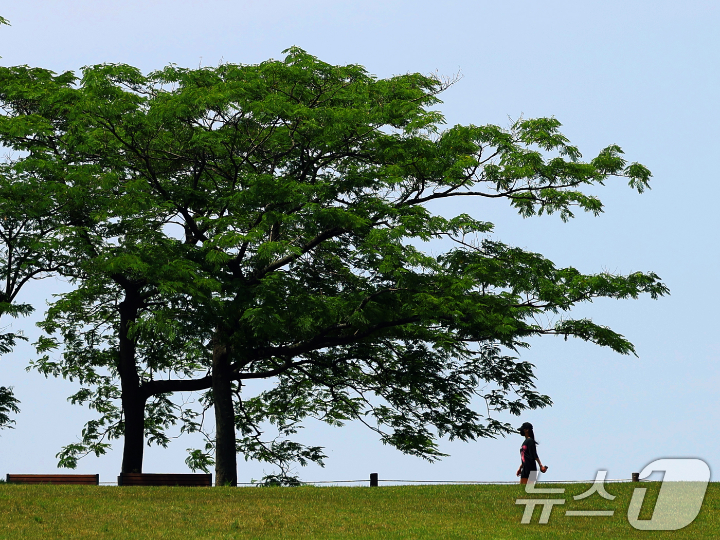 (서울=뉴스1) 황기선 기자 = 환경의 날이자 절기상 망종(芒種)인 5일 오후 서울 송파구 올림픽공원'에서 시민이 산책을 하고 있다.  2025.6.5/뉴스1