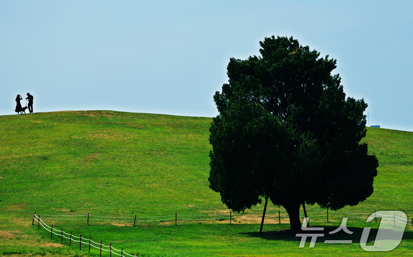 (서울=뉴스1) 황기선 기자 = 환경의 날이자 절기상 망종(芒種)인 5일 오후 서울 송파구 올림픽공원 명소 '나홀로나무'에서 시민이 반려견과 함께 산책을 하고 있다. 2025.6. …