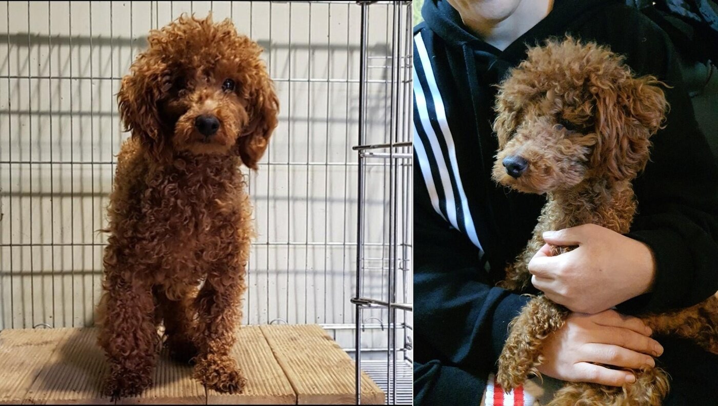 본문 이미지 - 동물보호소에 있던 꼬야의 모습(왼쪽)과 입양 당시 모습(인스타그램 choe_koya 제공) ⓒ 뉴스1