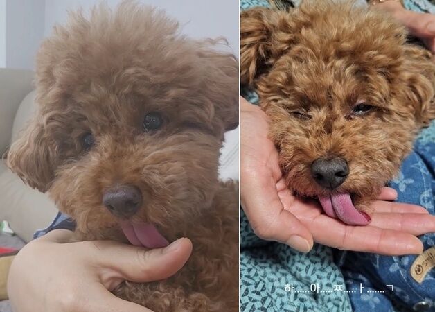 "화면 멈춘 줄"…느리게 핥짝, 슬로모션으로 사랑 전하는 강아지