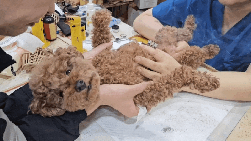 본문 이미지 - 뜸 맞다 깜짝 놀라는 '꼬야' (인스타그램 choe_koya 제공) ⓒ 뉴스1