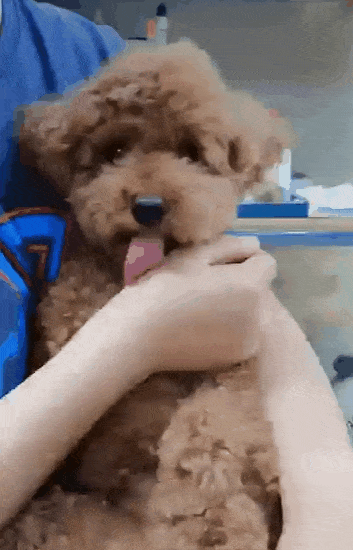 본문 이미지 - 느리게 핥는 강아지 꼬야(인스타그램 choe_koya 제공) ⓒ 뉴스1