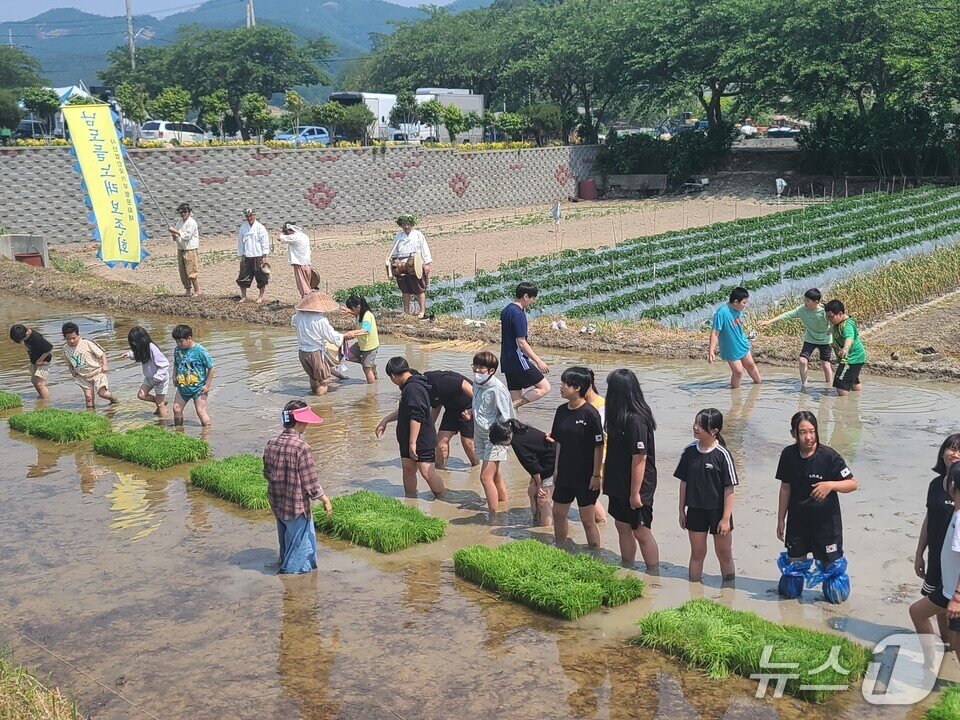 본문 이미지 - 학생들이 &#39;남도들노래&#39; 공연을 관람한 뒤 모내기 체험을 하고 있다.&#40;전남도교육청 제공, 재판매 및 DB 금지&#41; 