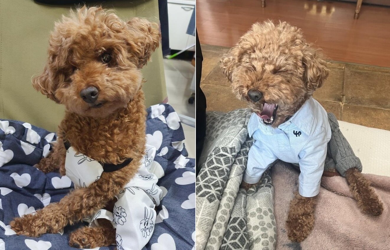 본문 이미지 - 새침한 표정의 꼬야(왼쪽)와 하품하는 꼬야(인스타그램 choe_koya 제공) ⓒ 뉴스1