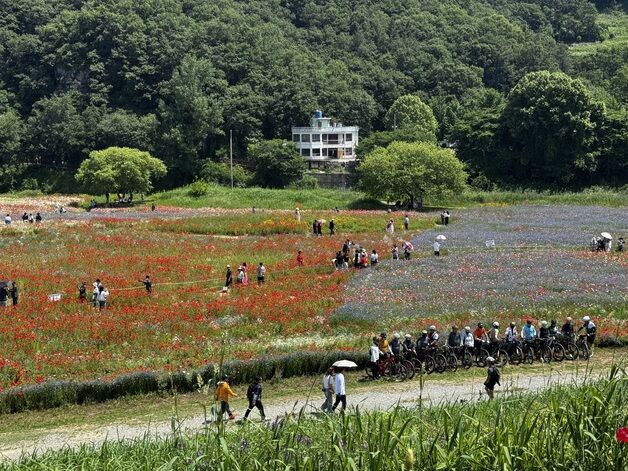 함안군 "악양둑방길 꽃양귀비·안개꽃 27만명 관람"