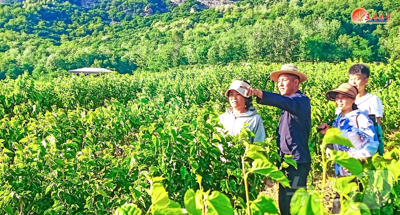 (평양 노동신문=뉴스1) = 북한 노동당 기관지 노동신문은 6일 전국 각지 잠업부문의 일꾼(간부)들과 근로자들이 봄누에치기 작업을 본격적으로 전개하고 있다고 보도했다. [국내에서만 …