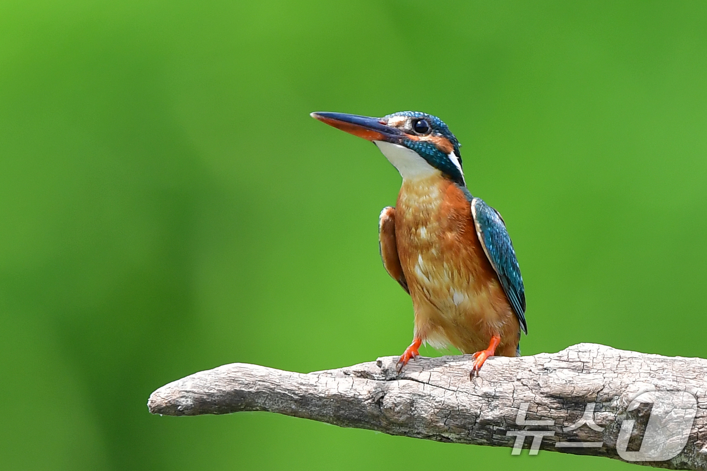 (포항=뉴스1) 최창호 기자 = 6일 오전 경북 포항시 북구 흥해읍 냇가에서 물총새 한마리가 먹잇감 사냥을 준비하고 있다. 2025.6.6/뉴스1