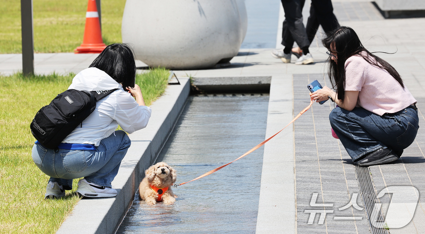 (서울=뉴스1) 장수영 기자 = 현충일 연휴 첫인 6일 오후 서울 종로구 광화문 광장에서 강아지가 흐르는 물에 앉아 더위를 식히고 있다. 2025.6.6/뉴스1