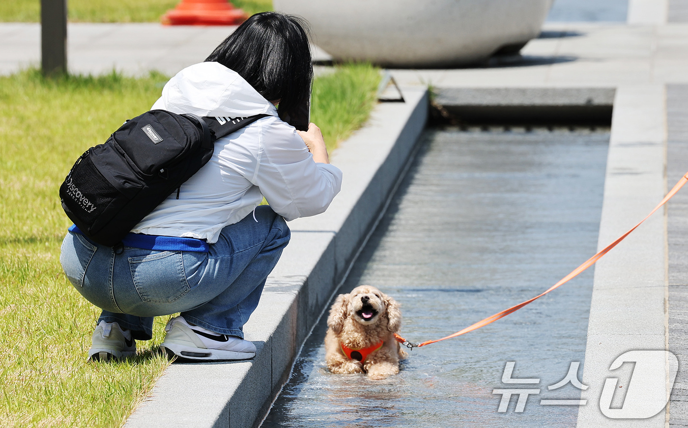 (서울=뉴스1) 장수영 기자 = 현충일 연휴 첫인 6일 오후 서울 종로구 광화문 광장에서 강아지가 흐르는 물에 앉아 더위를 식히고 있다. 2025.6.6/뉴스1