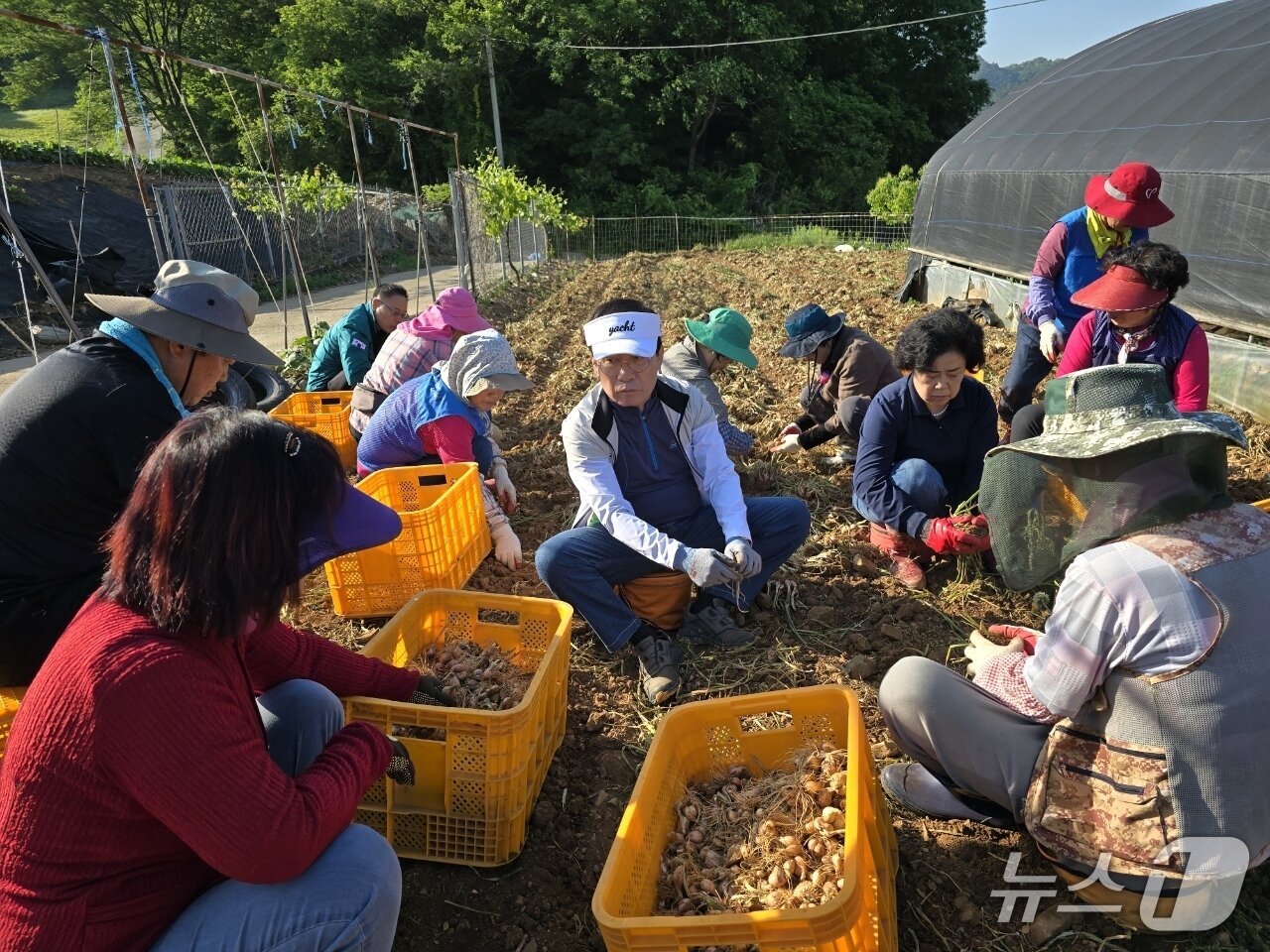 본문 이미지 - 마늘 캐는 김문근 단양군수와 공무원들.(단양군 제공. 재판매 및 DB금지)/뉴스1 