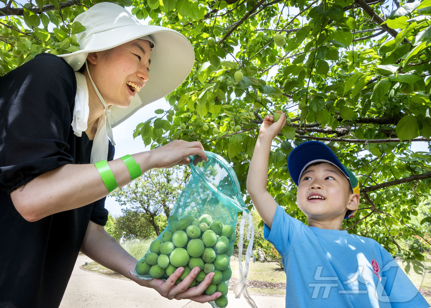 (서울=뉴스1) = 삼성물산 리조트부문(사장 정해린)이 운영하는 에버랜드가 지난 6일부터 8일까지 3일간 700여 그루의 매화나무가 가득한 하늘정원길에서 매실따기 이색 체험을 진행 …