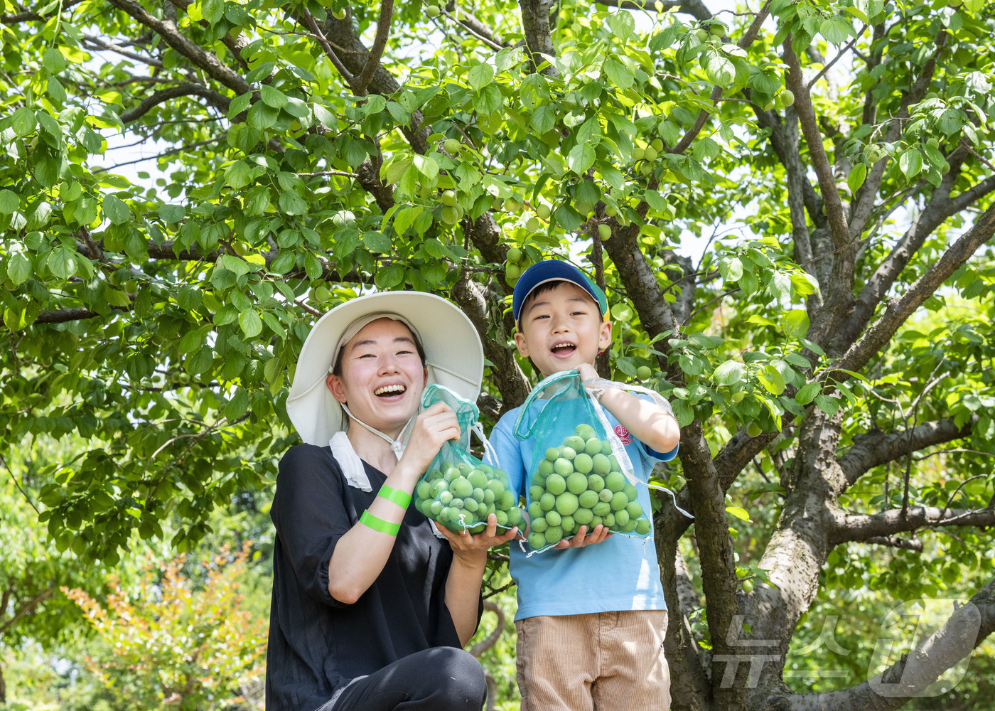 (서울=뉴스1) = 삼성물산 리조트부문(사장 정해린)이 운영하는 에버랜드가 지난 6일부터 8일까지 3일간 700여 그루의 매화나무가 가득한 하늘정원길에서 매실따기 이색 체험을 진행 …
