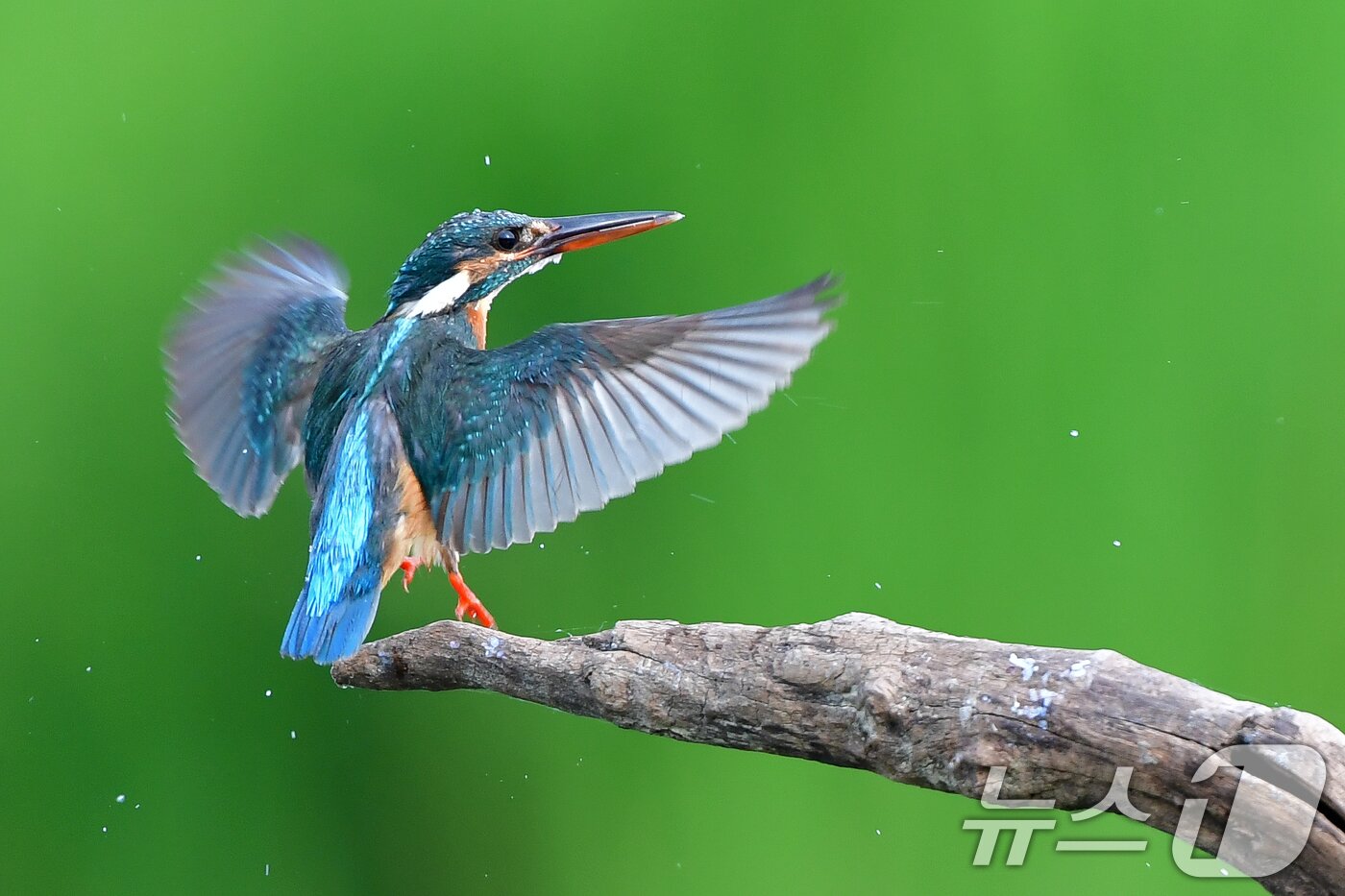 본문 이미지 - 여름새 물총새가 8일 경북 포항시 북구 흥해읍 냇가에서 먹잇감 사냥에 실패한 후 날개 등에 있는 물을 털어내고 있다. 2025.6.8/뉴스1 ⓒ News1 최창호 기자