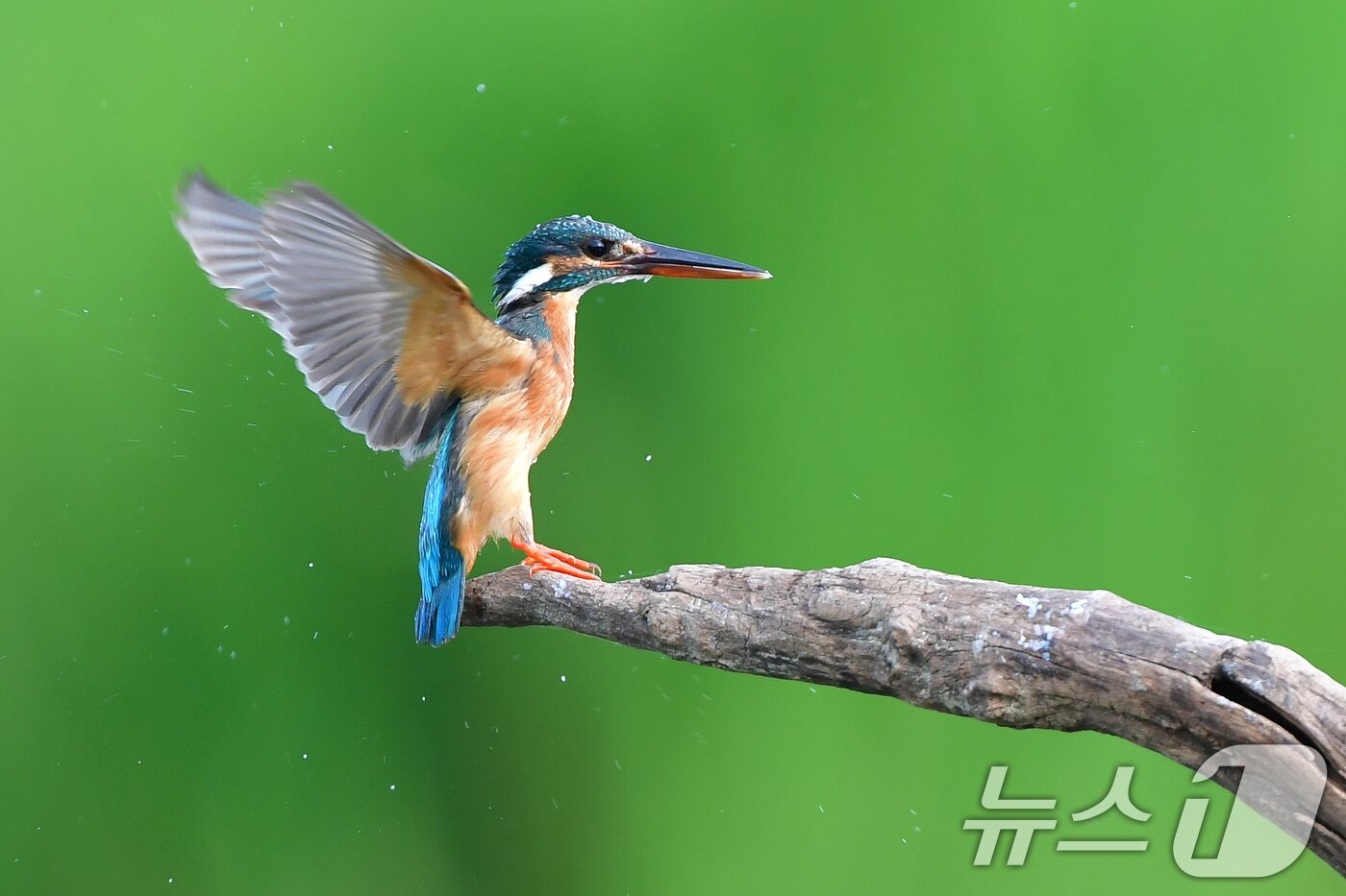 본문 이미지 - 여름새 물총새가 8일 경북 포항시 북구 흥해읍 냇가에서 먹잇감 사냥에 한창이다. 2025.6.8/뉴스1 ⓒ News1 최창호 기자
