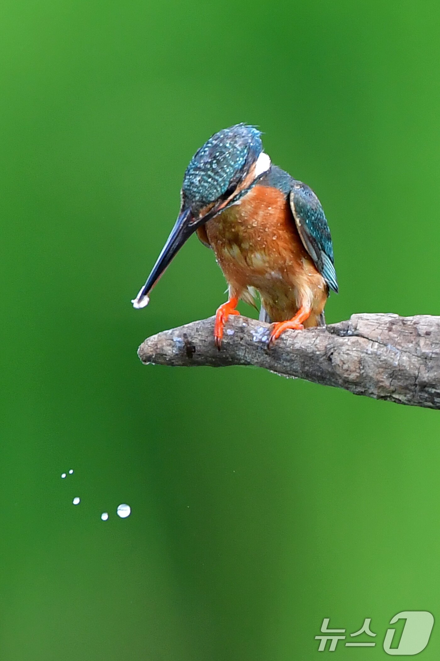 본문 이미지 - 여름새 물총새가 8일 경북 포항시 북구 흥해읍 냇가에서 먹잇감에 집중하고 있다. 2025.6.8/뉴스1 ⓒ News1 최창호 기자
