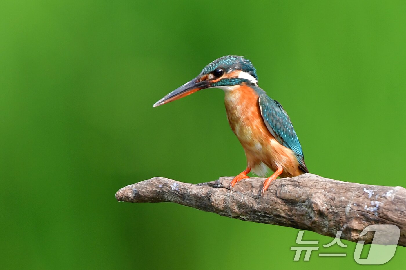 본문 이미지 - 여름새 물총새가 8일 경북 포항시 북구 흥해읍 냇가에서 먹잇감 사냥에 한창이다. 2025.6.8/뉴스1 ⓒ News1 최창호 기자