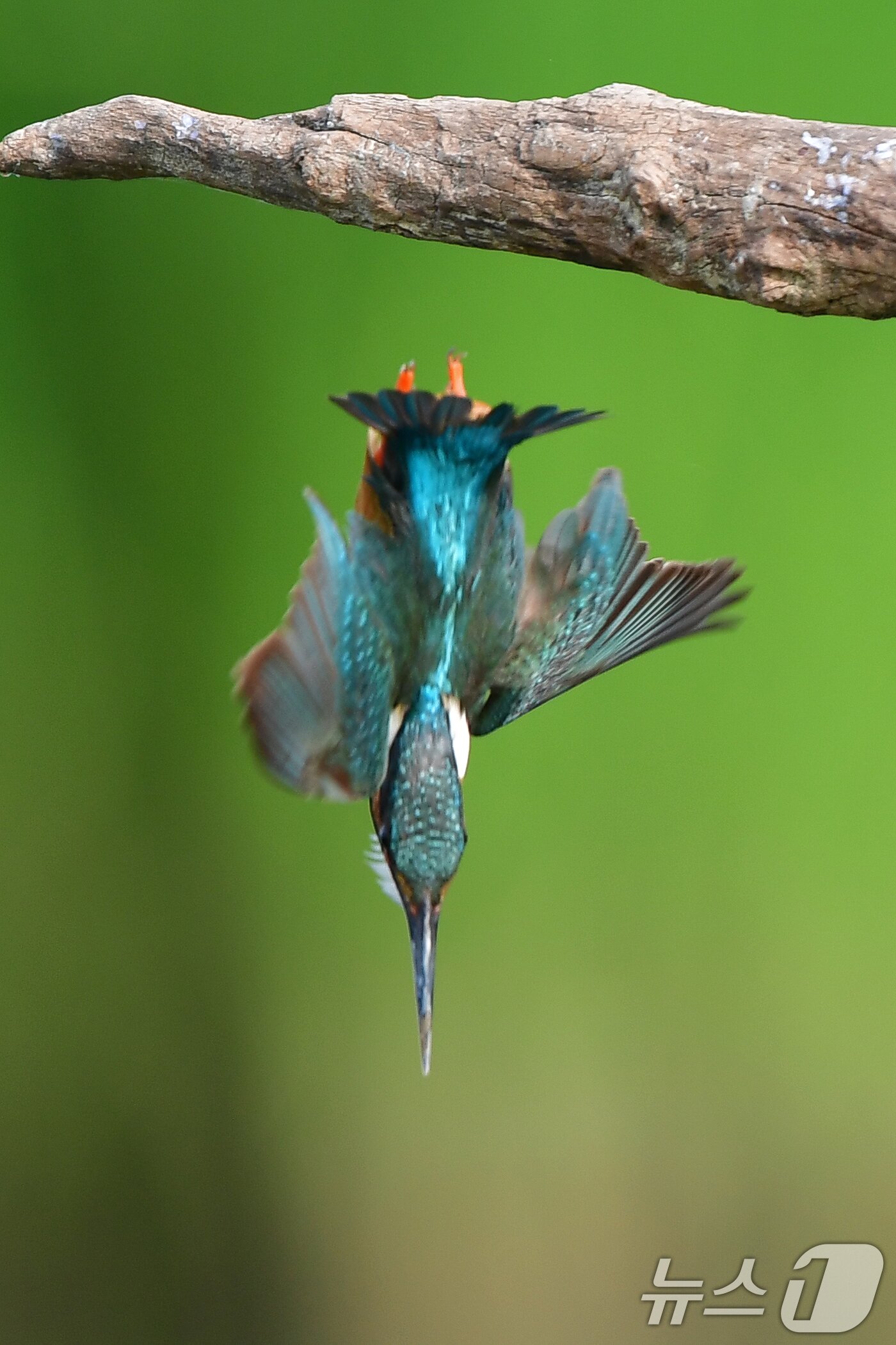 본문 이미지 - 여름새 물총새가 8일 경북 포항시 북구 흥해읍 냇가에서 먹잇감 사냥에 한창이다. 2025.6.8/뉴스1 ⓒ News1 최창호 기자