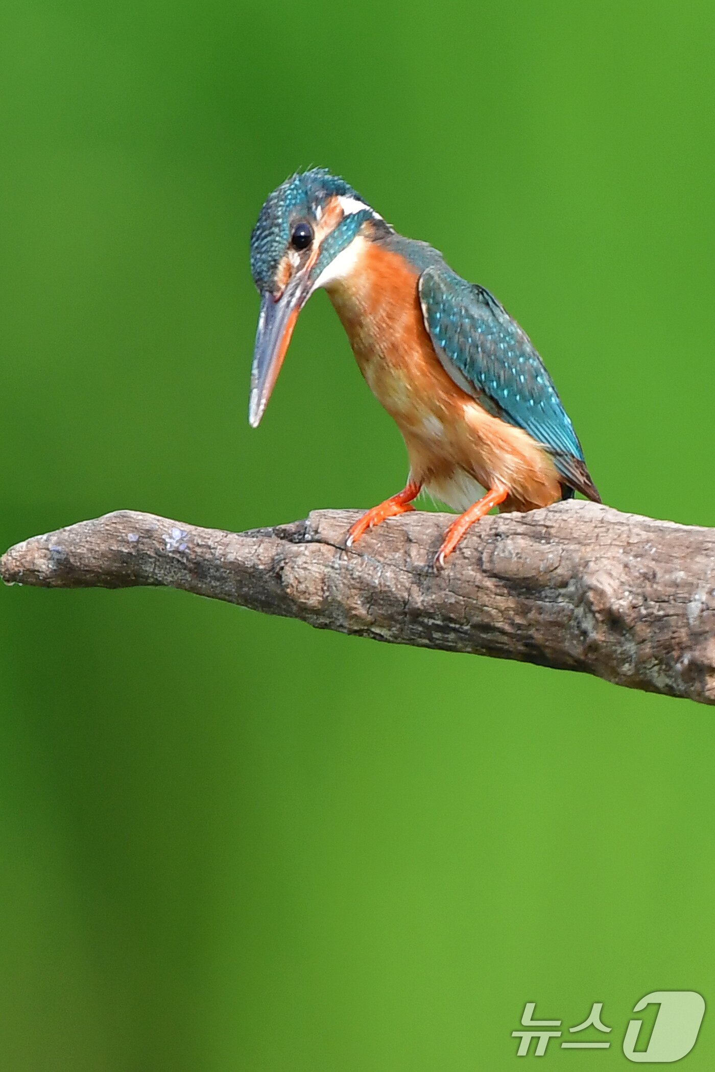 본문 이미지 - 여름새 물총새가 8일 경북 포항시 북구 흥해읍 냇가에서 수면 아래 먹잇감을 노려보고 있다. 2025.6.8/뉴스1 ⓒ News1 최창호 기자