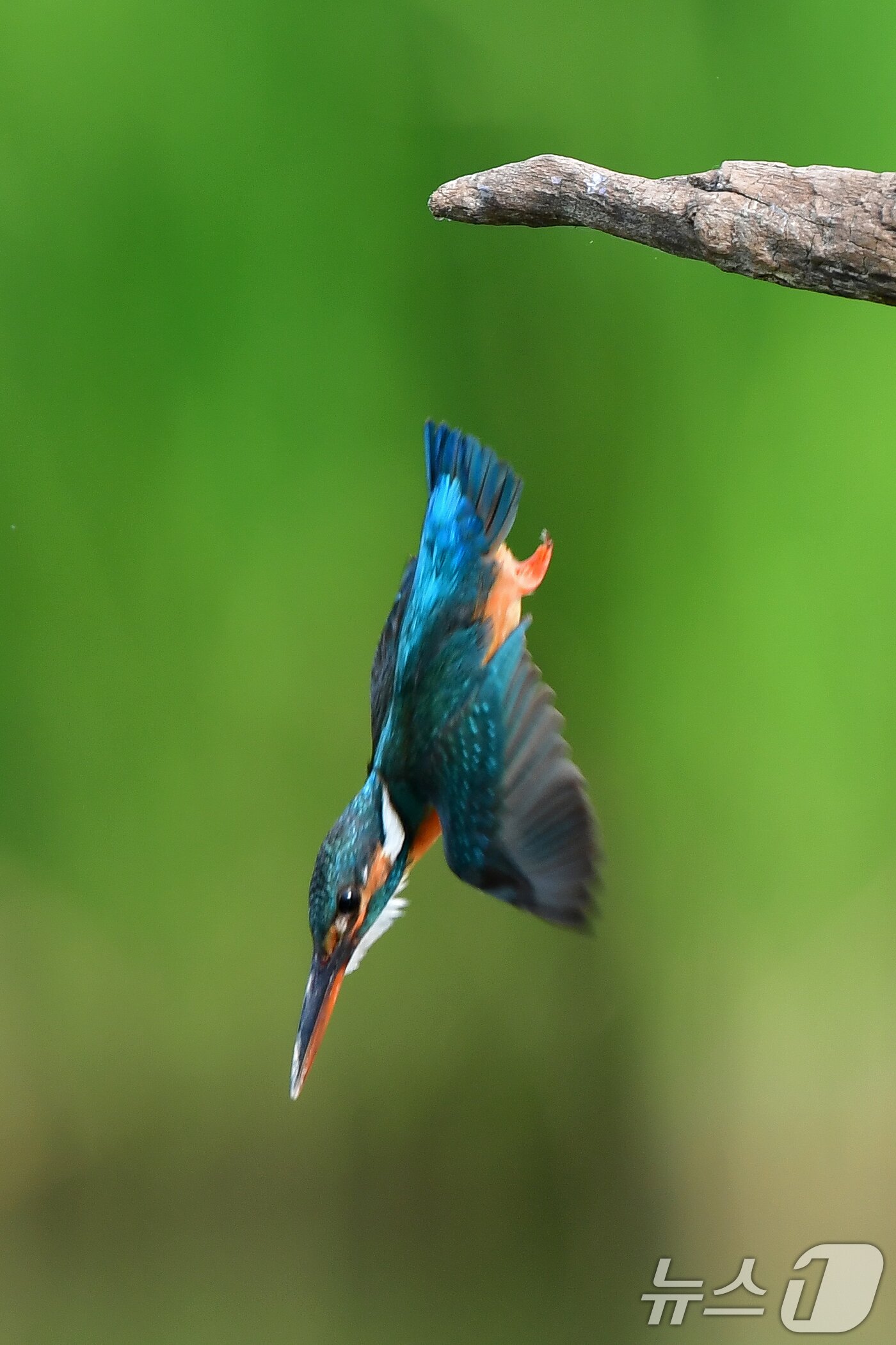 본문 이미지 - 여름새 물총새가 8일 경북 포항시 북구 흥해읍 냇가에서 먹잇감을 향해 다이빙하고 있다. 2025.6.8/뉴스1 ⓒ News1 최창호 기자