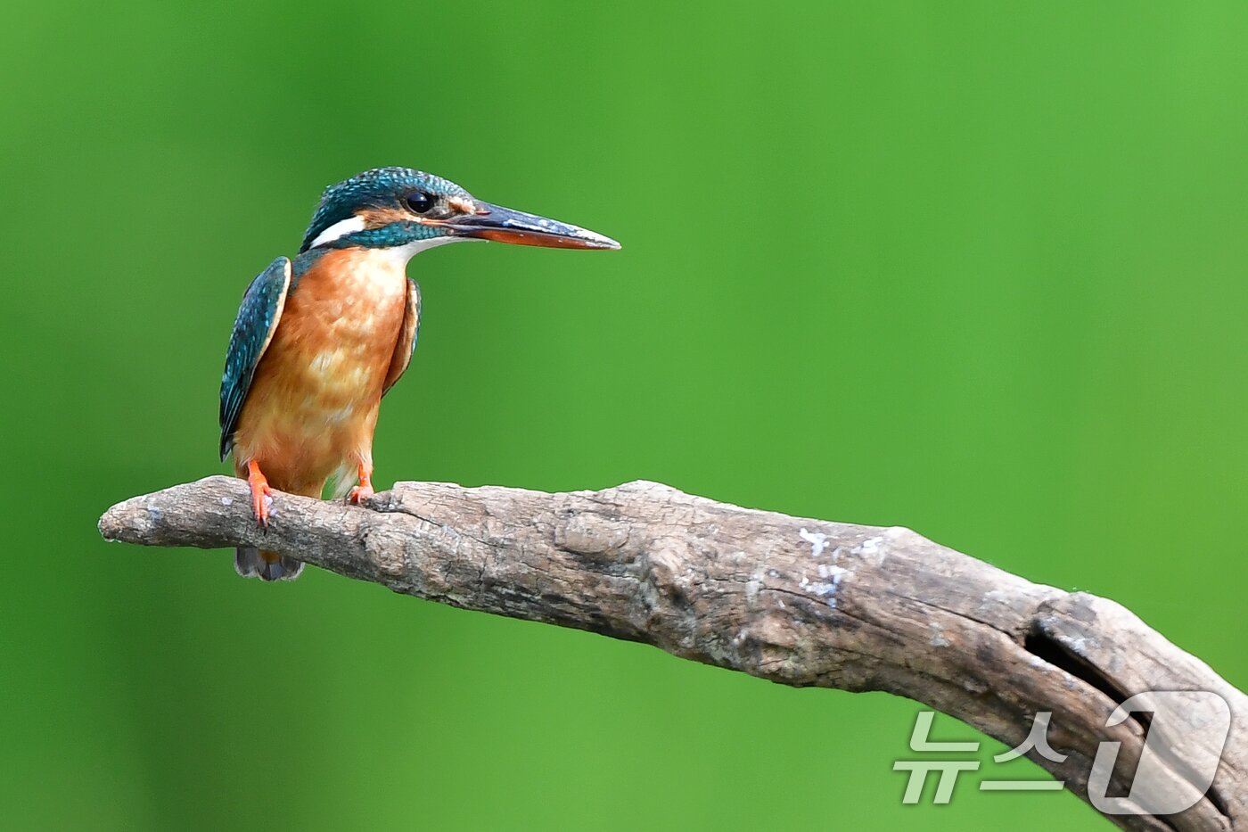 본문 이미지 - 여름새 물총새가 8일 경북 포항시 북구 흥해읍 냇가에서 먹잇감 사냥에 한창이다. 2025.6.8/뉴스1 ⓒ News1 최창호 기자