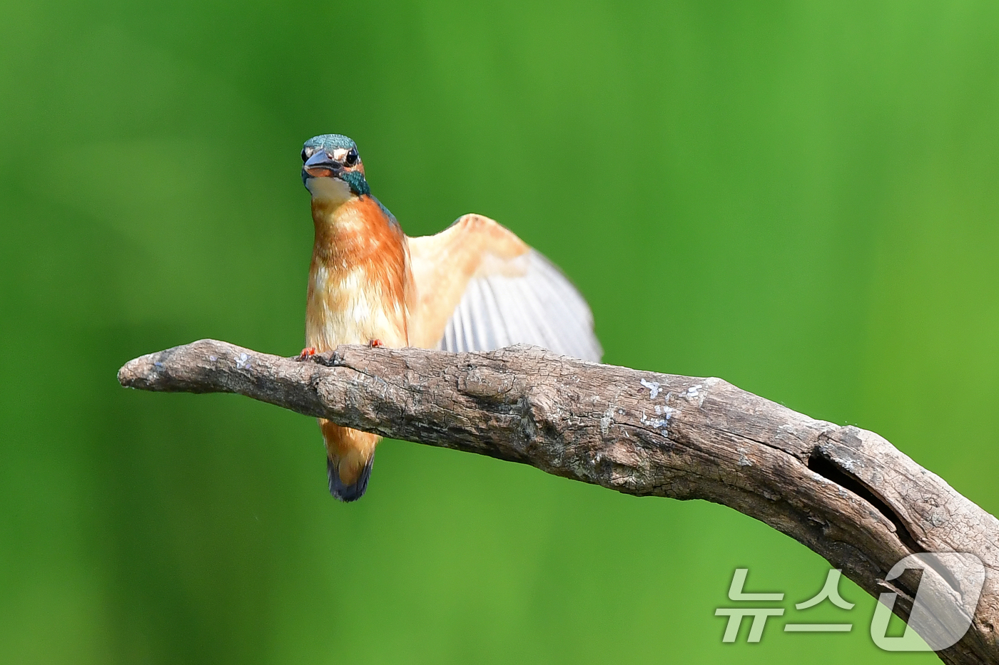 (포항=뉴스1) 최창호 기자 = 여름새 물총새가 8일 경북 포항시 북구 흥해읍 냇가에서 먹잇감 사냥에 한창이다. 2025.6.8/뉴스1