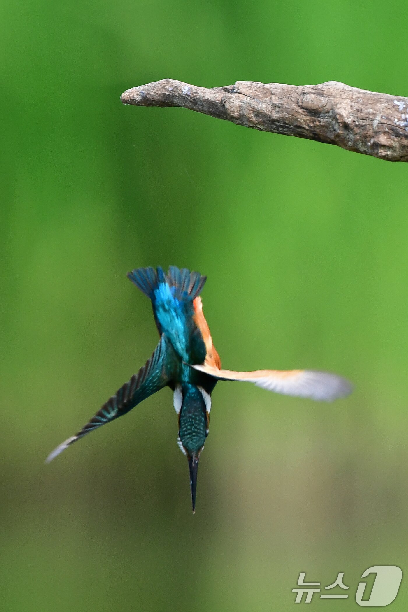 본문 이미지 - 여름새 물총새가 8일 경북 포항시 북구 흥해읍 냇가에서 먹잇감을 사냥을 위해 다이빙하고 있다. 2025.6.8/뉴스1 ⓒ News1 최창호 기자