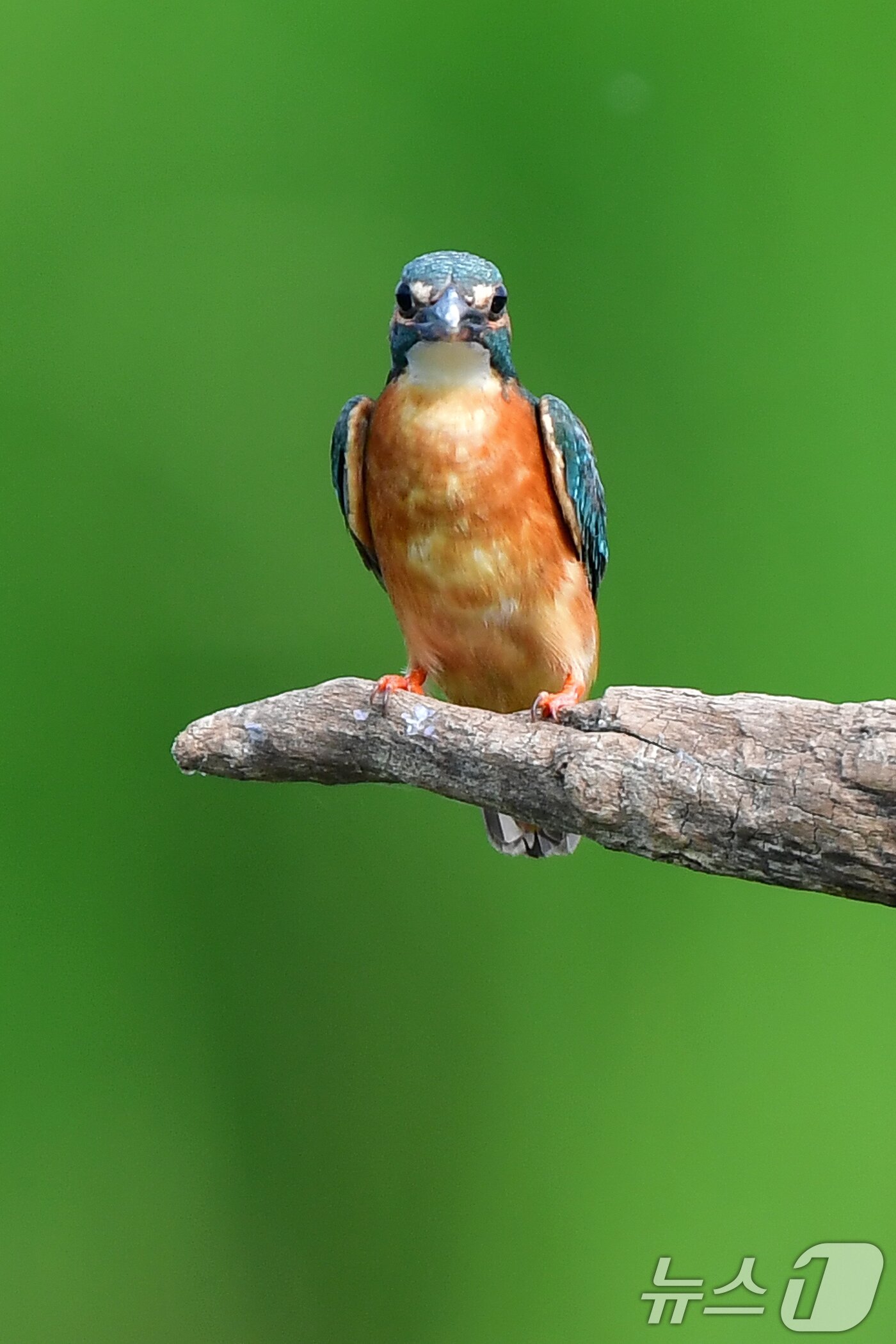 본문 이미지 - 여름새 물총새가 8일 경북 포항시 북구 흥해읍 냇가에서 먹잇감 사냥에 한창이다. 2025.6.8/뉴스1 ⓒ News1 최창호 기자