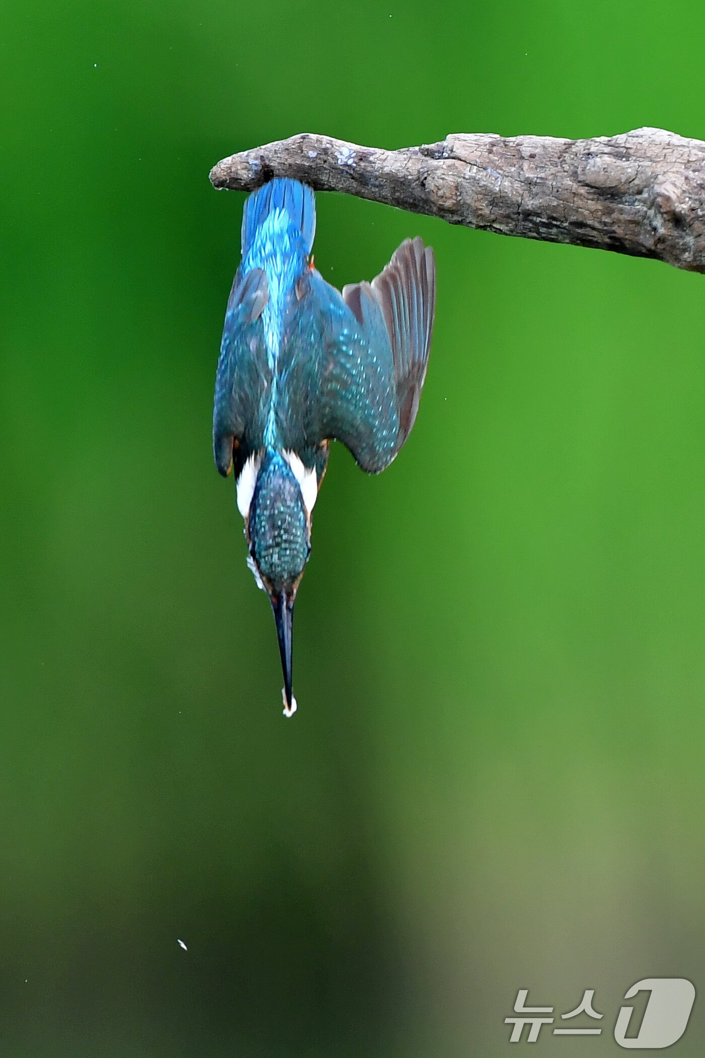 본문 이미지 - 여름새 물총새가 8일 경북 포항시 북구 흥해읍 냇가에서 먹잇감을 폭착한 후 빠른 속도로 다이방하고 있다. 2025.6.8/뉴스1 ⓒ News1 최창호 기자