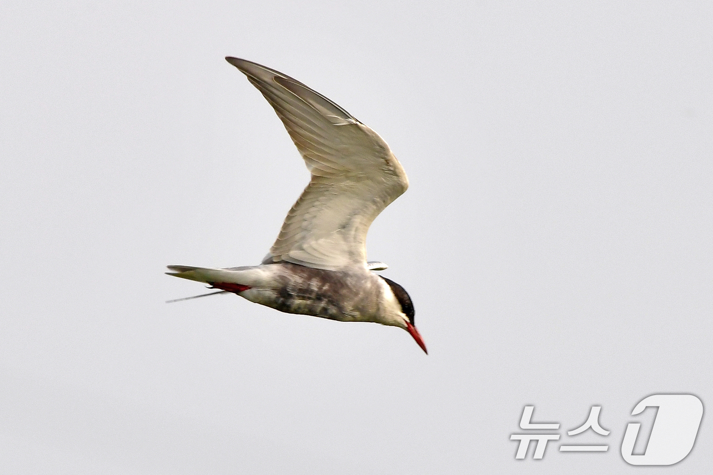 (포항=뉴스1) 최창호 기자 = 큰부리제비갈매기가 8일 오전 경북 포항시 북구 흥해읍 냇가 위를 날며 먹잇감을 찾고 있다.큰제비갈매기는 남유럽과 오스트레일리아 등에서 번식하는 것으 …