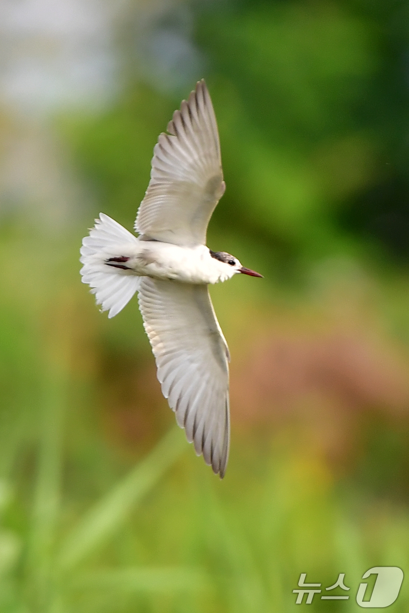 (포항=뉴스1) 최창호 기자 = 큰부리제비갈매기가 8일 오전 경북 포항시 북구 흥해읍 냇가 위를 날며 먹잇감을 찾고 있다.큰제비갈매기는 남유럽과 오스트레일리아 등에서 번식하는 것으 …