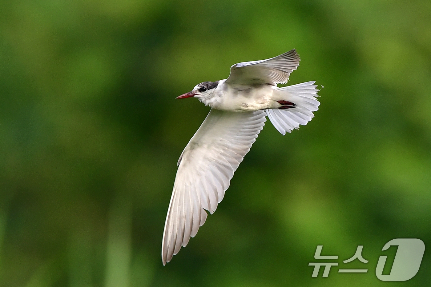(포항=뉴스1) 최창호 기자 = 큰부리제비갈매기가 8일 오전 경북 포항시 북구 흥해읍 냇가 위를 날며 먹잇감을 찾고 있다.큰제비갈매기는 남유럽과 오스트레일리아 등에서 번식하는 것으 …