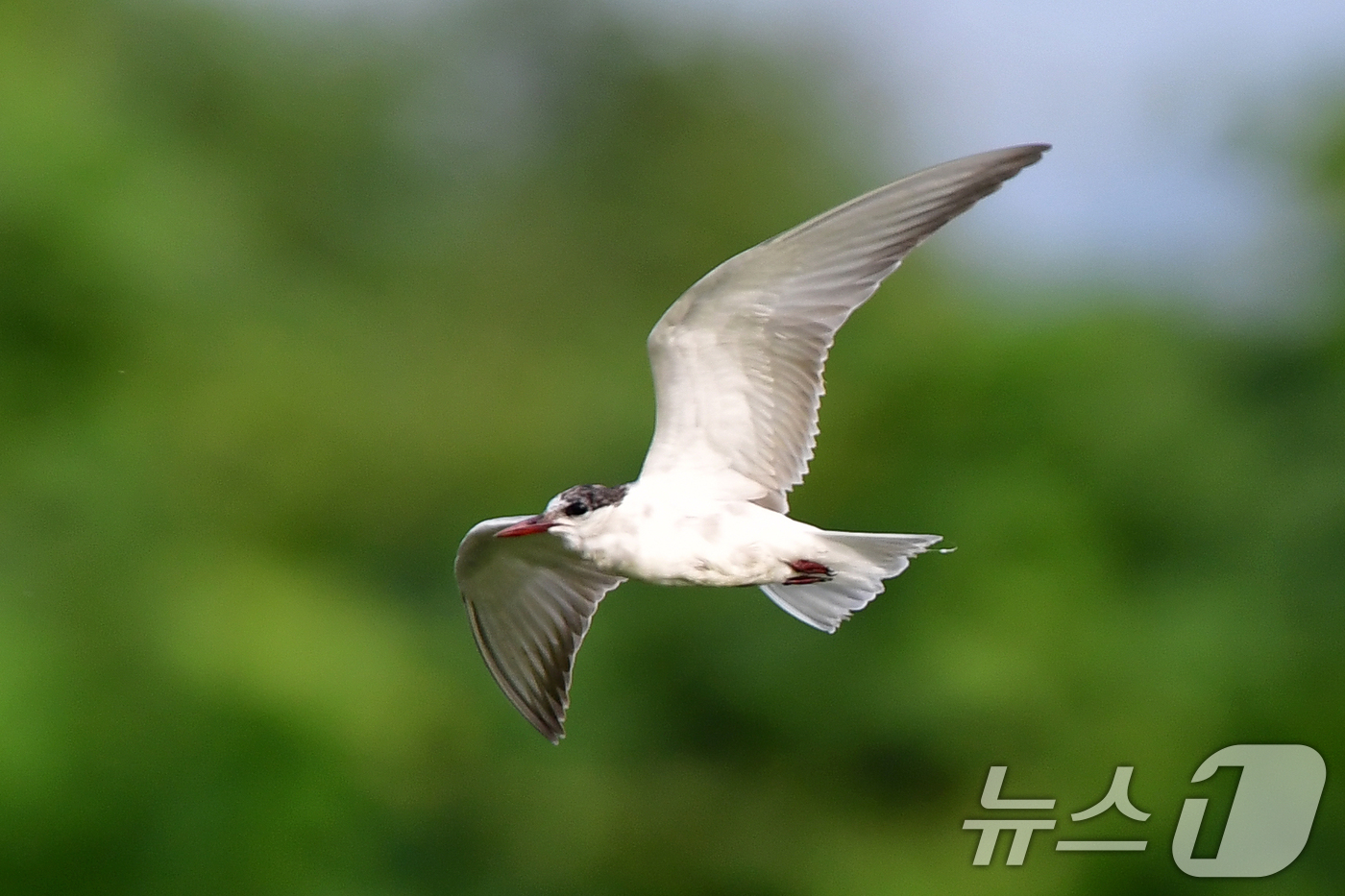 (포항=뉴스1) 최창호 기자 = 큰부리제비갈매기가 8일 오전 경북 포항시 북구 흥해읍 냇가 위를 날며 먹잇감을 찾고 있다.큰제비갈매기는 남유럽과 오스트레일리아 등에서 번식하는 것으 …