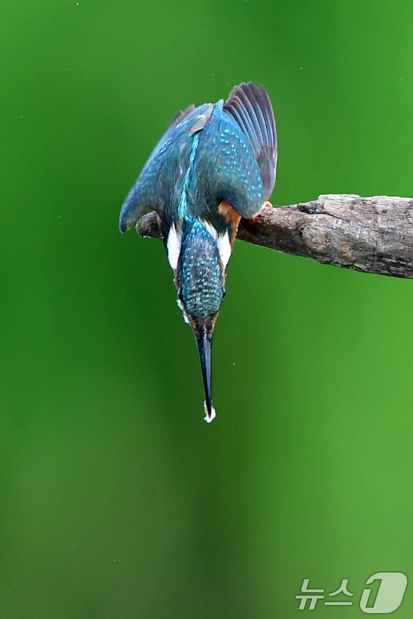 본문 이미지 - 여름새 물총새가 8일 경북 포항시 북구 흥해읍 냇가에서 먹잇감 사냥에 한창이다. 2025.6.8/뉴스1 ⓒ News1 최창호 기자