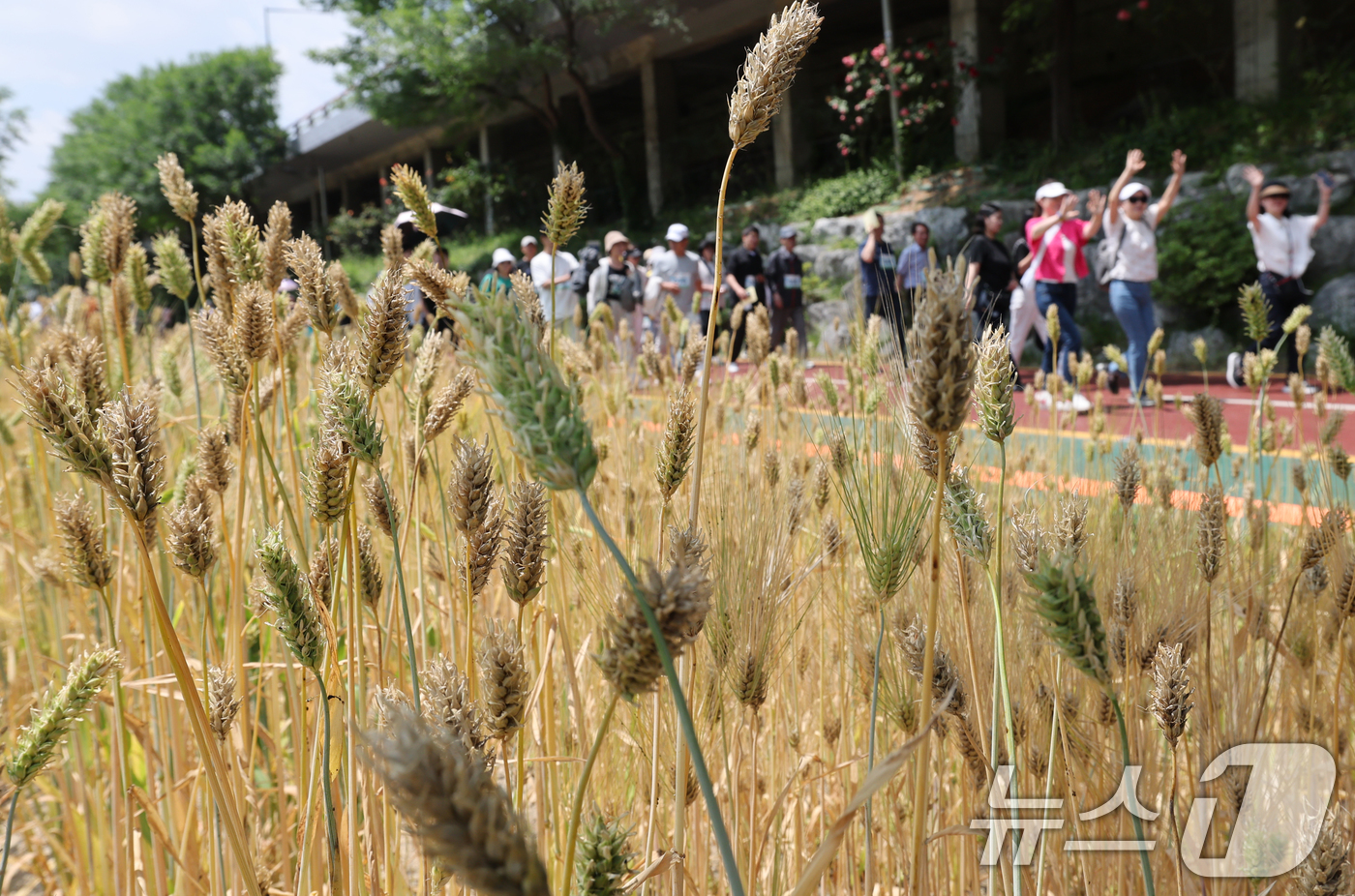 (서울=뉴스1) 오대일 기자 = 초여름 무더위가 계속된 8일 서울 마포구 월드컵천에서 열린 '월드컵천 걷기대회'에서 참가자들이 약 1.4㎞ 구간에 조성된 황금보리밭과 양귀비 꽃길을 …