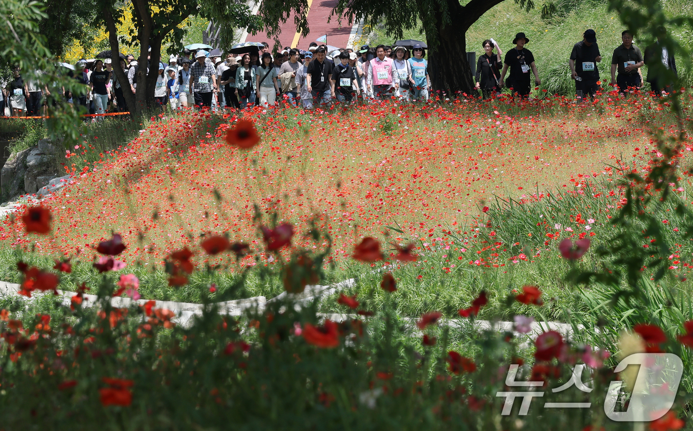 (서울=뉴스1) 오대일 기자 = 초여름 무더위가 계속된 8일 서울 마포구 월드컵천에서 제1회 월드컵천 황금보리 축제의 일환으로 열린 '월드컵천 걷기대회'에서 박강수 마포구청장을 비 …