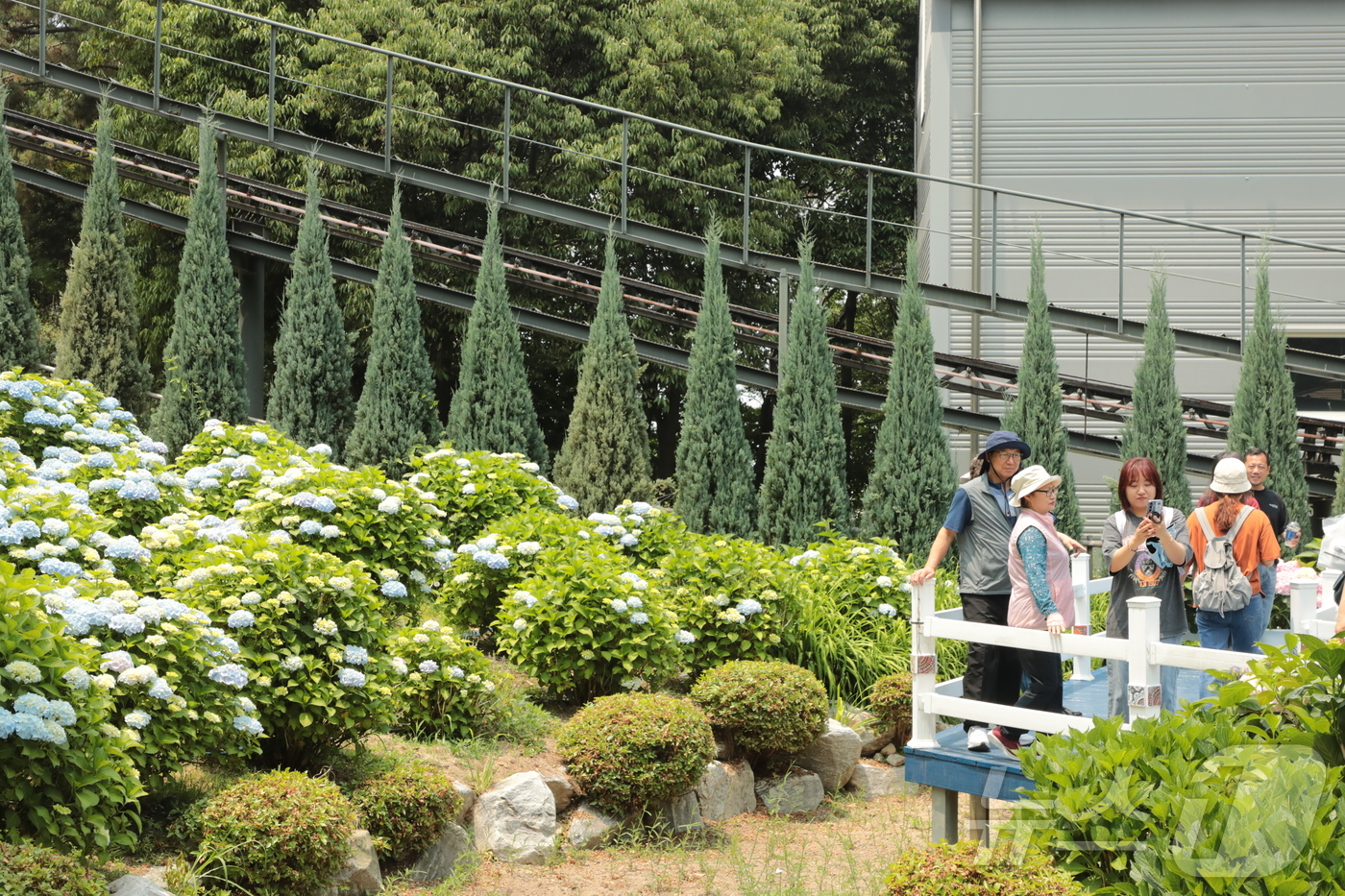 (울산=뉴스1) 김세은 기자 = 8일 울산 남구 장생포 고래문화마을 일원에서 ‘제4회 장생포 수국 페스티벌’이 열려 나들이객로 붐비고 있다. 2025.6.8/뉴스1
