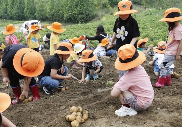 '감자에 반하고, 감물에 반할 시간'…감물감자축제 13일 개막
